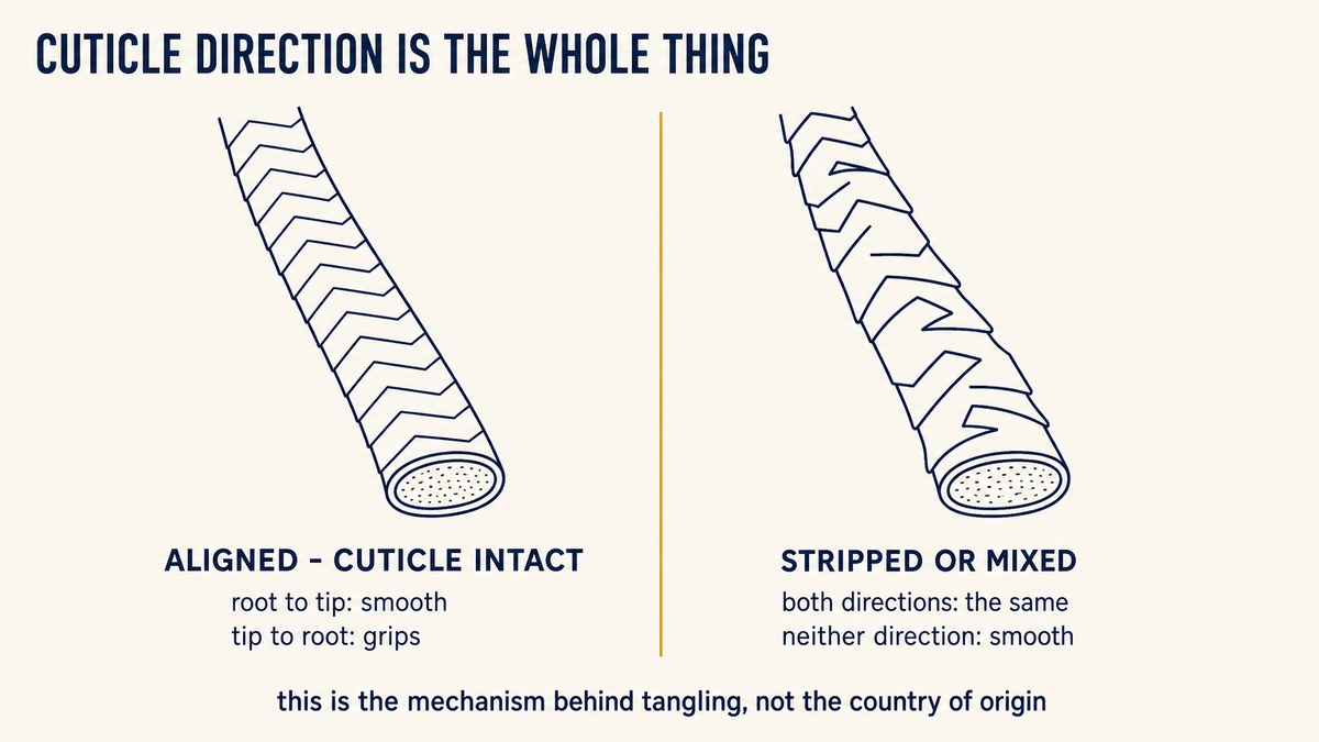 Remy and non-Remy hair compared by cuticle direction, showing aligned cuticles against stripped and mixed hair